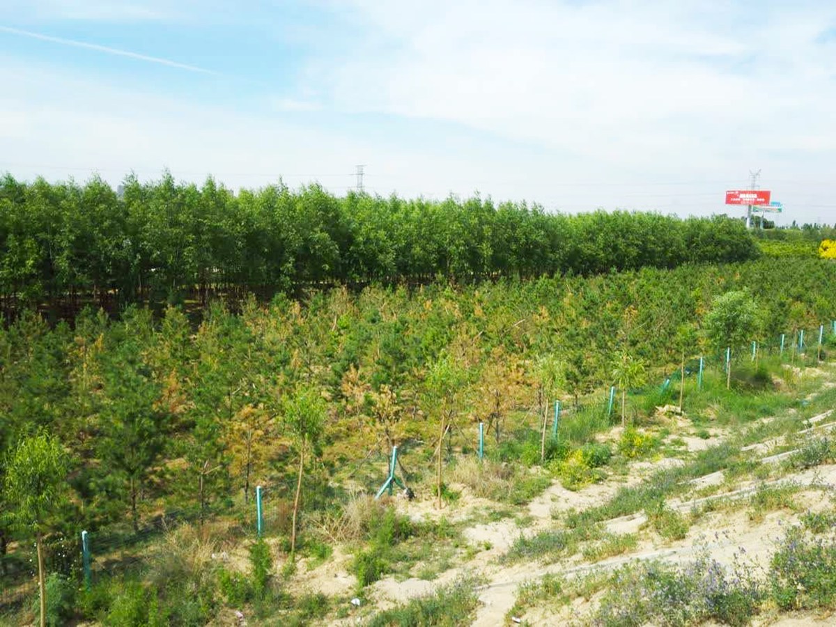 青山区G6高速公路生态环境综合整治工程